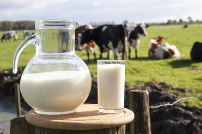 女人吃什么对乳房好？这6种食物可常吃，乳制品排第一